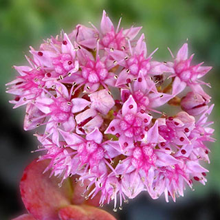 sedum sieboldii sedum sieboldii